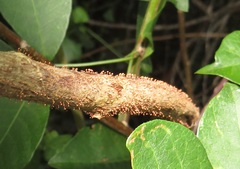 Nectria pseudotrichia