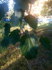 Populus × canescens