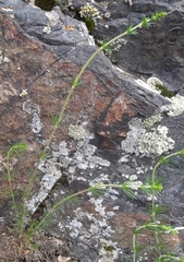 Galium verum