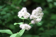 Spiraea × pyramidata