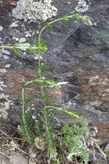 Galium verum