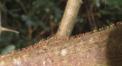 Nectria pseudotrichia