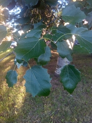 Populus × canescens