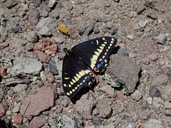 Papilio indra