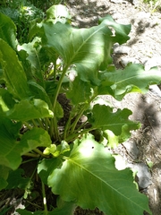 Rumex confertus