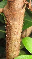 Nectria pseudotrichia