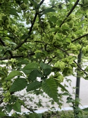 Ulmus