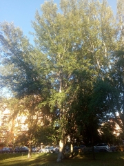 Populus × canescens
