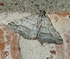 Digrammia pallorata