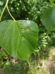 Didymomyia tiliacea