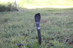 Hemachatus haemachatus