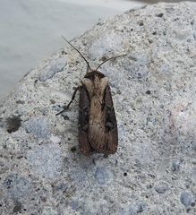 Agrotis volubilis