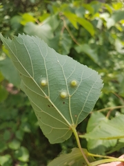 Didymomyia tiliacea