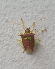 Rhyncholepta