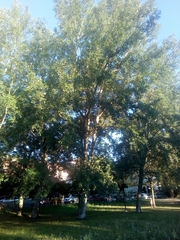 Populus × canescens