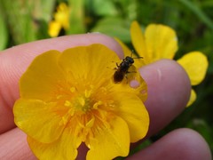 Anthophila