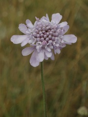 Scabiosa canescens
