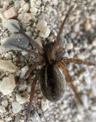 Arctosa fulvolineata