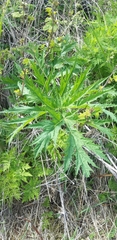 Heracleum mantegazzianum