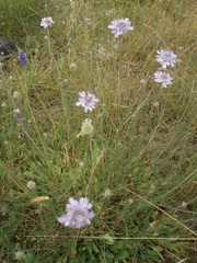 Scabiosa canescens