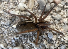 Arctosa fulvolineata