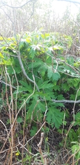 Heracleum mantegazzianum