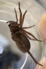 Arctosa fulvolineata