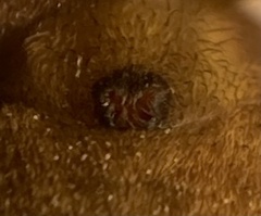 Arctosa fulvolineata