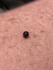 Hyperaspis bigeminata