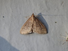 Framinghamia helvalis