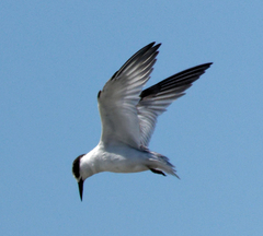 Gelochelidon nilotica