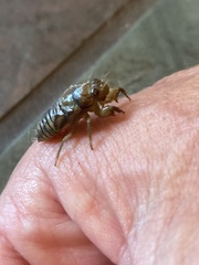 Neocicada hieroglyphica