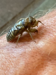 Neocicada hieroglyphica