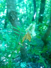 Vicia abbreviata