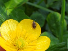 Kleidocerys resedae