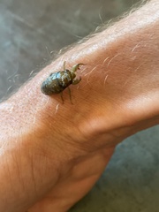 Neocicada hieroglyphica