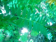 Vicia abbreviata