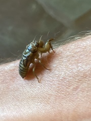 Neocicada hieroglyphica