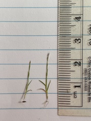 Muhlenbergia filiformis