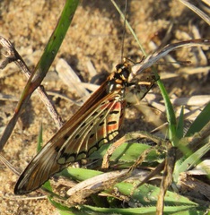 Acraea oncaea