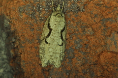 Semioscopis packardella