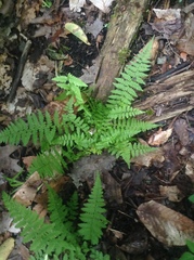 Dryopteris cristata