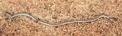 Psammophis sudanensis