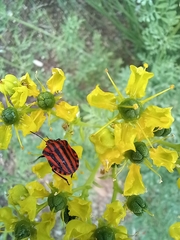 Graphosoma italicum italicum