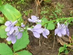 Lobelia gattingeri