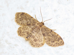 Idaea inquinata
