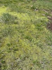 Muhlenbergia filiformis