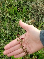 Scrophularia auriculata