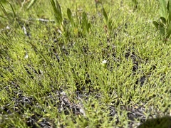 Muhlenbergia filiformis