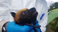 Pteropus rufus